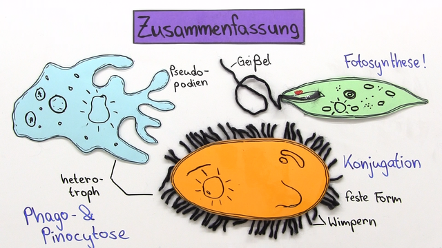Einzeller – vielfältige komplexe Lebewesen