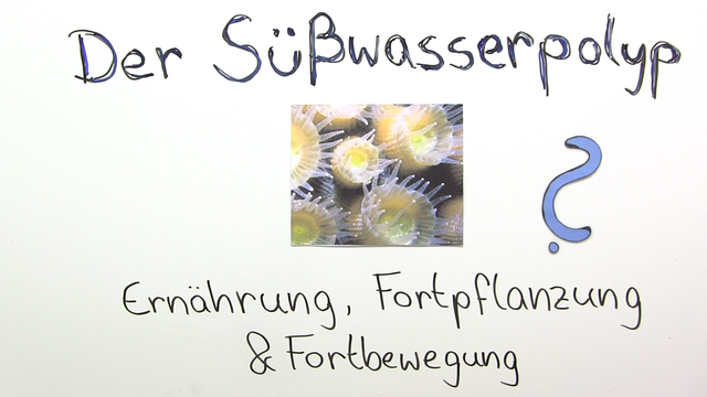 Süßwasserpolyp – Bau und Lebensweise