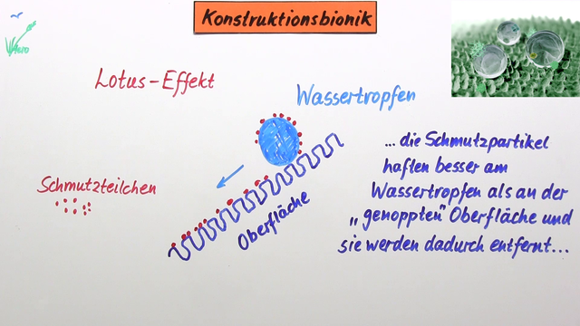 Was ist Bionik? Einfach erklärt (inkl. Übungen)