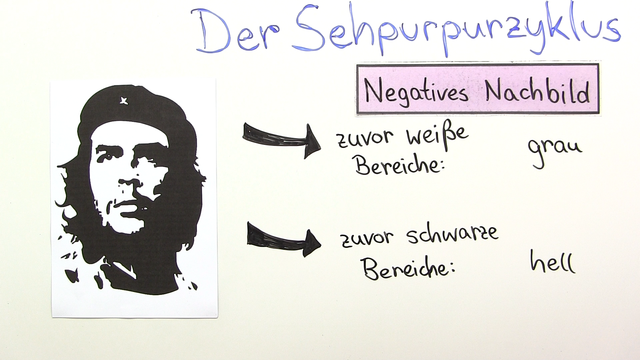 Der Sehpurpurzyklus – Entstehung eines negativen Nachbildes