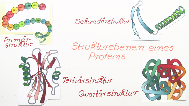 Aufbau Von Proteinen Biologie Der räumliche Aufbau von Proteinen – Erklärung & Übungen