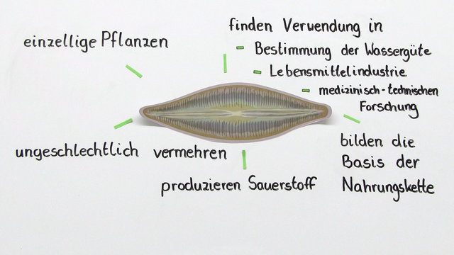 Kieselalgen