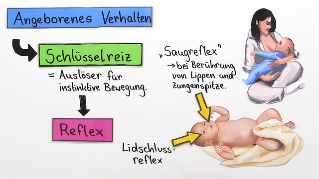 Verhalten bei Säuglingen