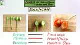 Entwicklung und Aufbau von Samenpflanzen online lernen