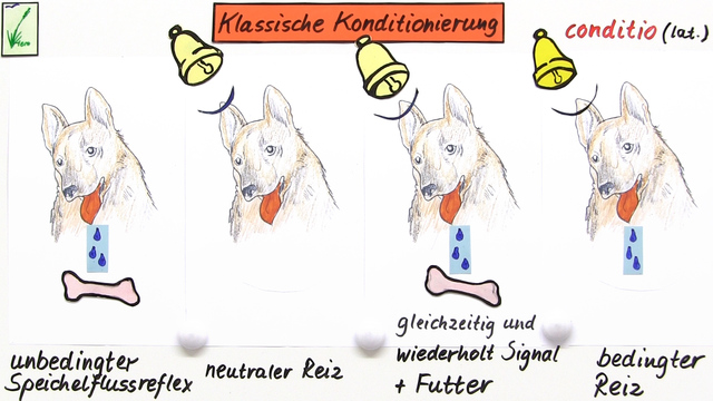 Unterschied Klassische Und Operante Konditionierung Hund www.sofatutor.at