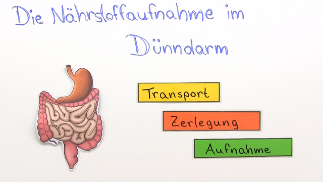 Dünndarm – optimale Nährstoffaufnahme durch Oberflächenvergrößerung
