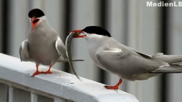 video image