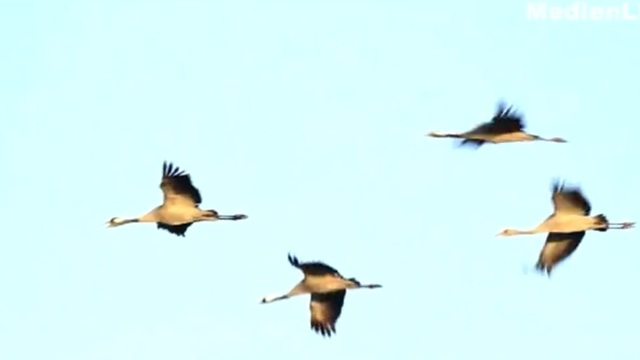 video image
