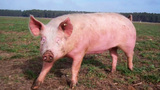 Das Schwein