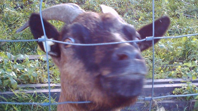 video image