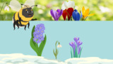 Blooms in Spring