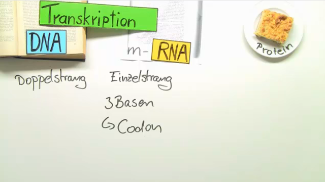 Proteinbiosynthese – von der DNA zum Protein