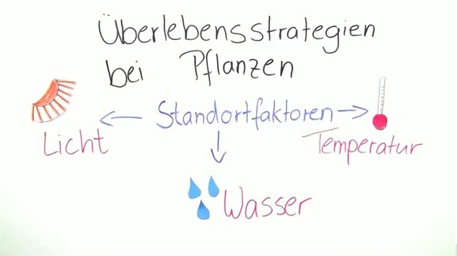 Anpassung der Pflanzen – verschiedene Umweltverhältnisse