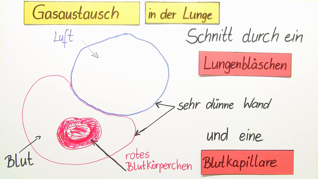 Gasaustausch – der Körper benötigt Sauerstoff