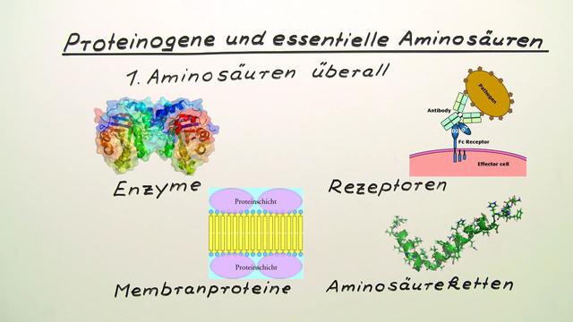 Proteinogene und essentielle Aminosäuren inkl. Übungen