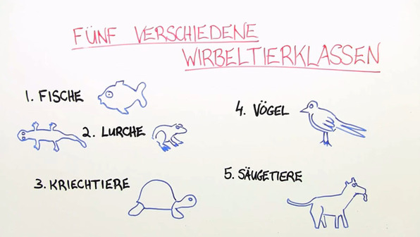 Systematik der Tiere online lernen