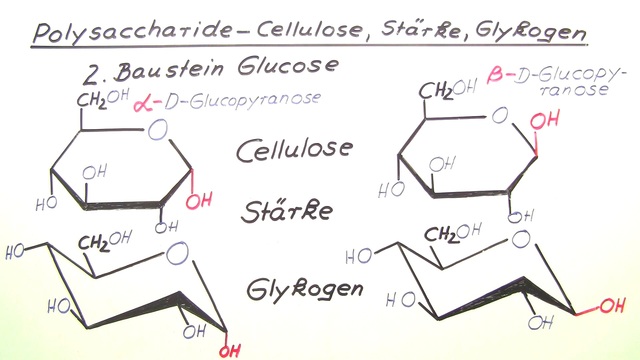 Polysaccharide – Cellulose, Stärke, Glykogen – Chemie online lernen