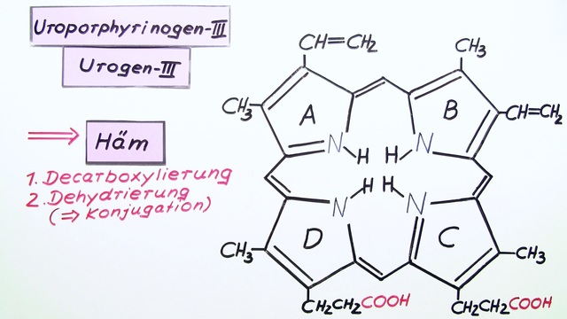 Fünfgliedrige Heterocyclen – Vom Urogen-III zum Häm