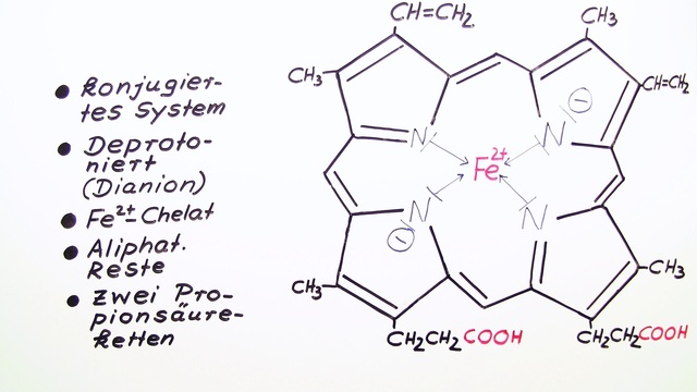 Fünfgliedrige Heterocylen – Vom Häm zum Chlorophyll