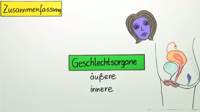Geschlechtsorgane der Frau (Vertiefungswissen)