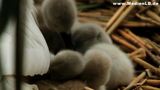 Der Schwan – Entwicklung