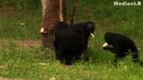Menschenaffen – Bonobos