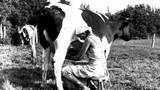 Milch – Wie melkt man eine Kuh?