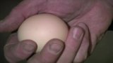 Geflügel auf dem Bauernhof